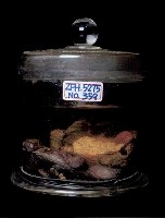 藏品(龜&鱉)的圖片